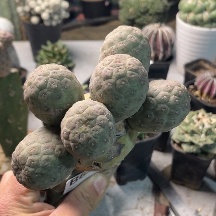 643习自夜多头仙人球