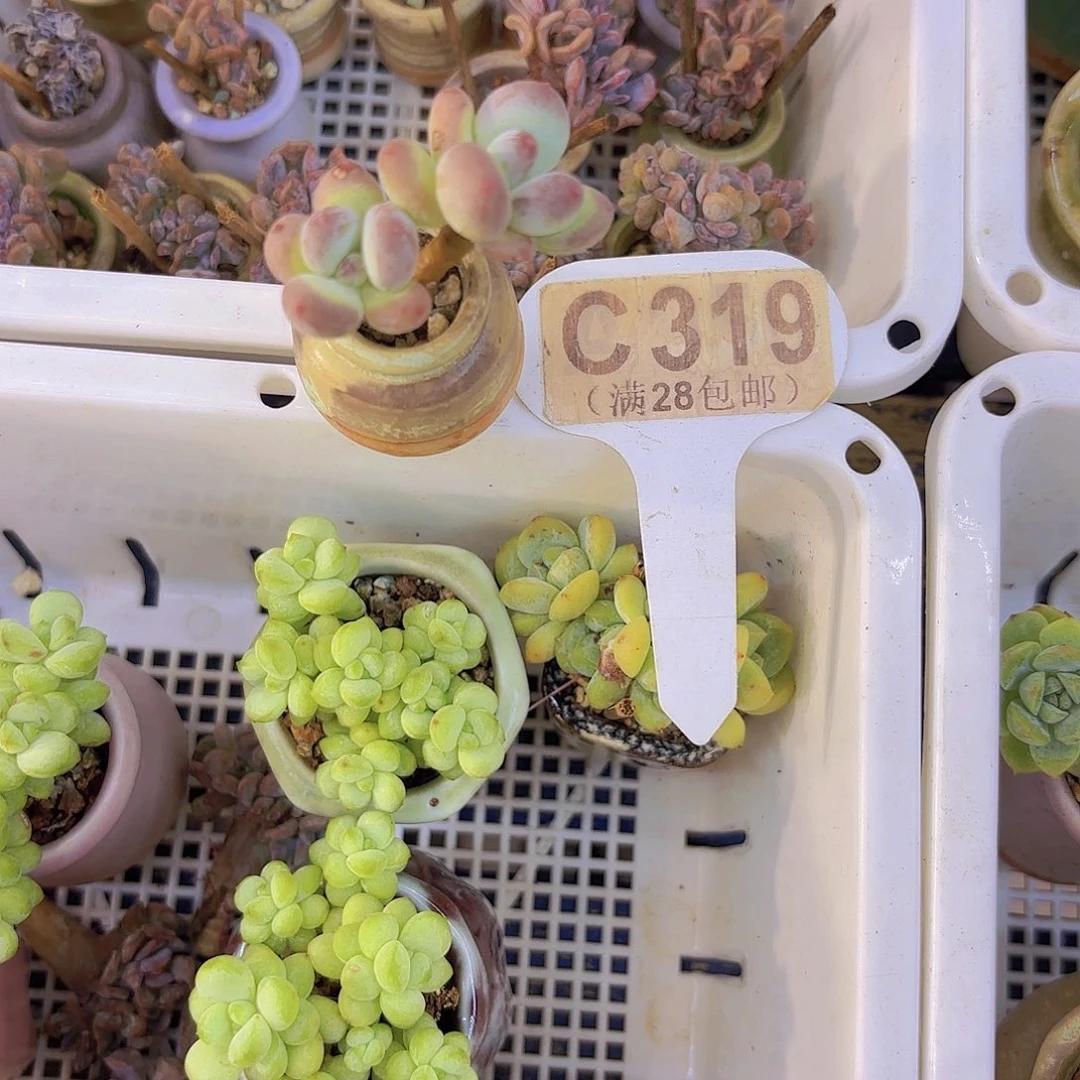 C319萤火虫带盆一物一拍