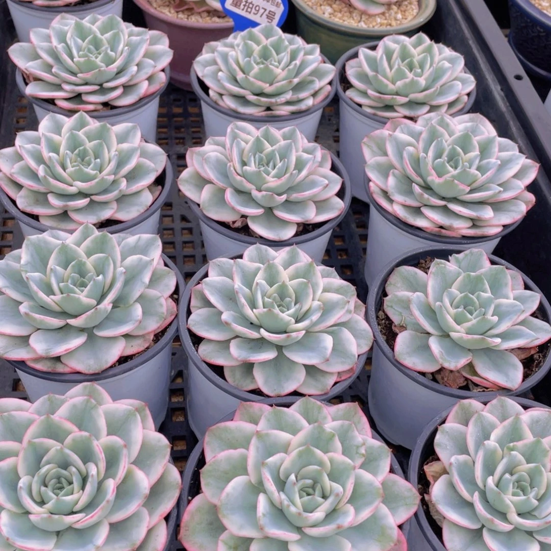 量拍97号 奶油黄桃锦大单头2个