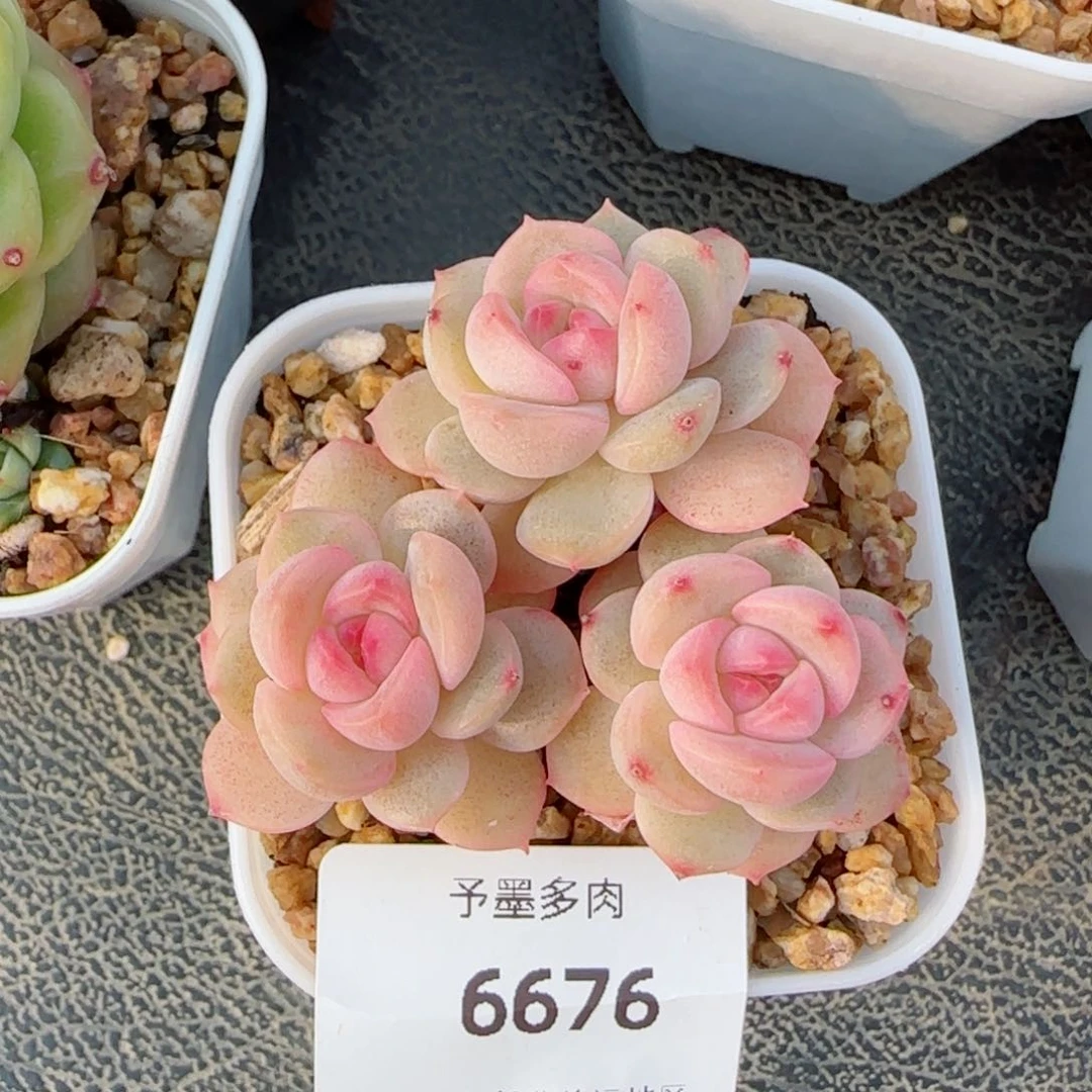 琴心，6676多肉植物
