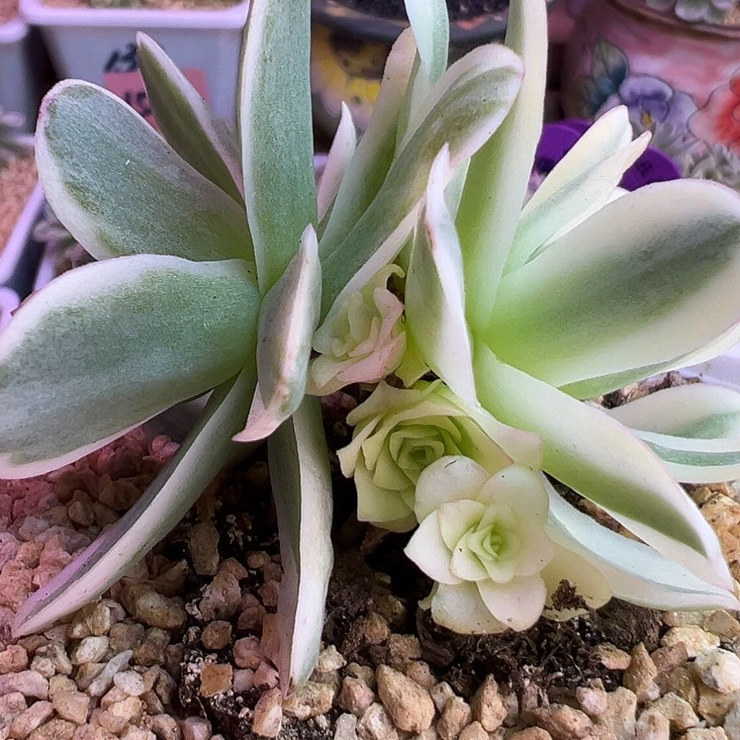 山地玫瑰锦春晓009号