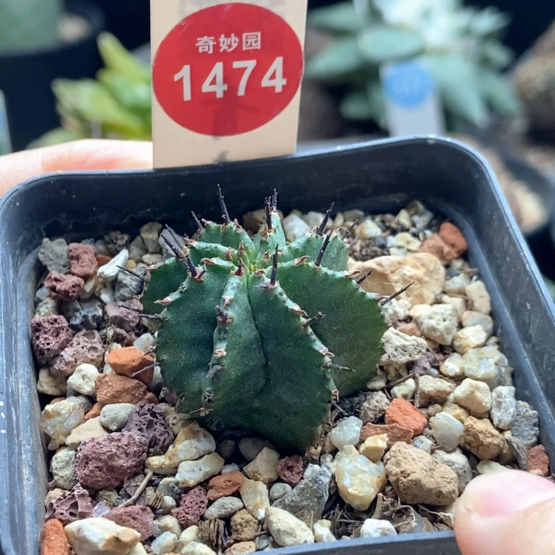 实生落雪魁伟玉一颗仙人球