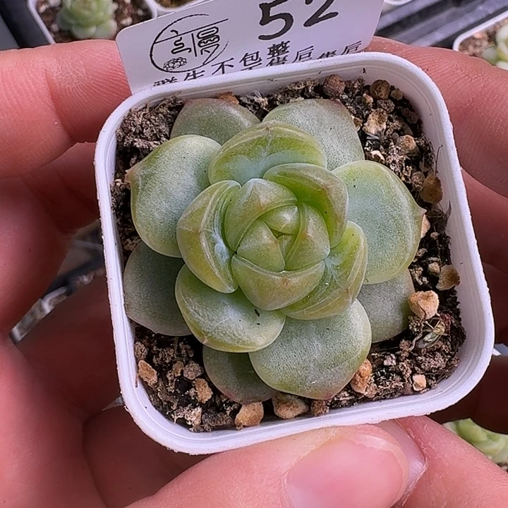 如****如52图5.5白方新麦芽糖一颗