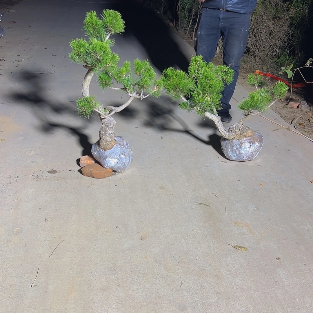 无花朵庭**计888888888899