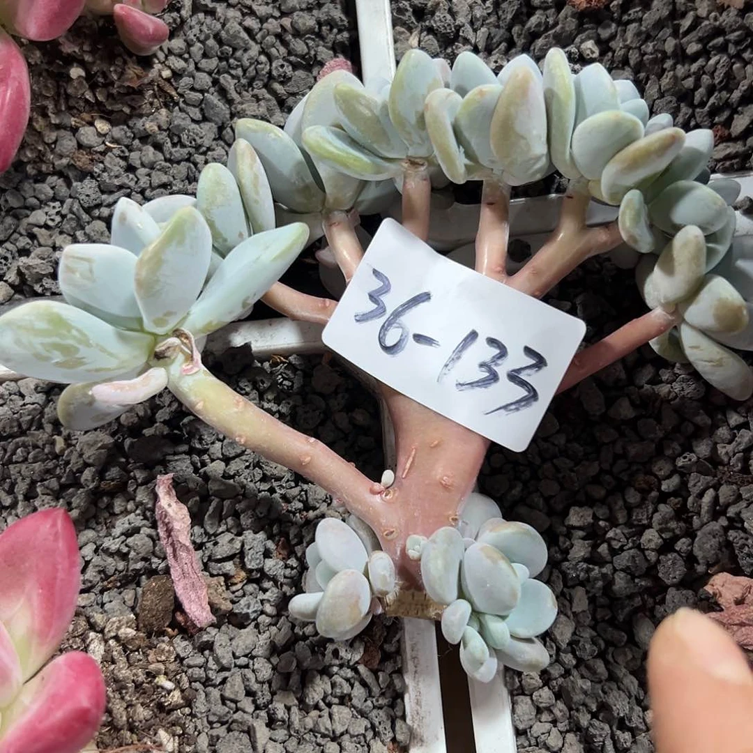 36-133拉拉奶多肉自己发根