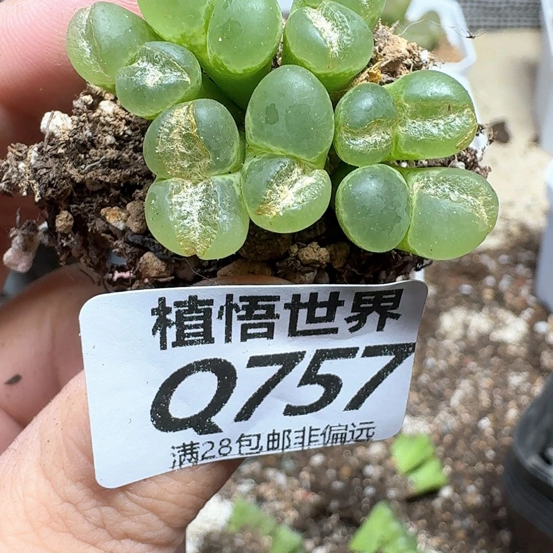 多肉植物的润泽吃