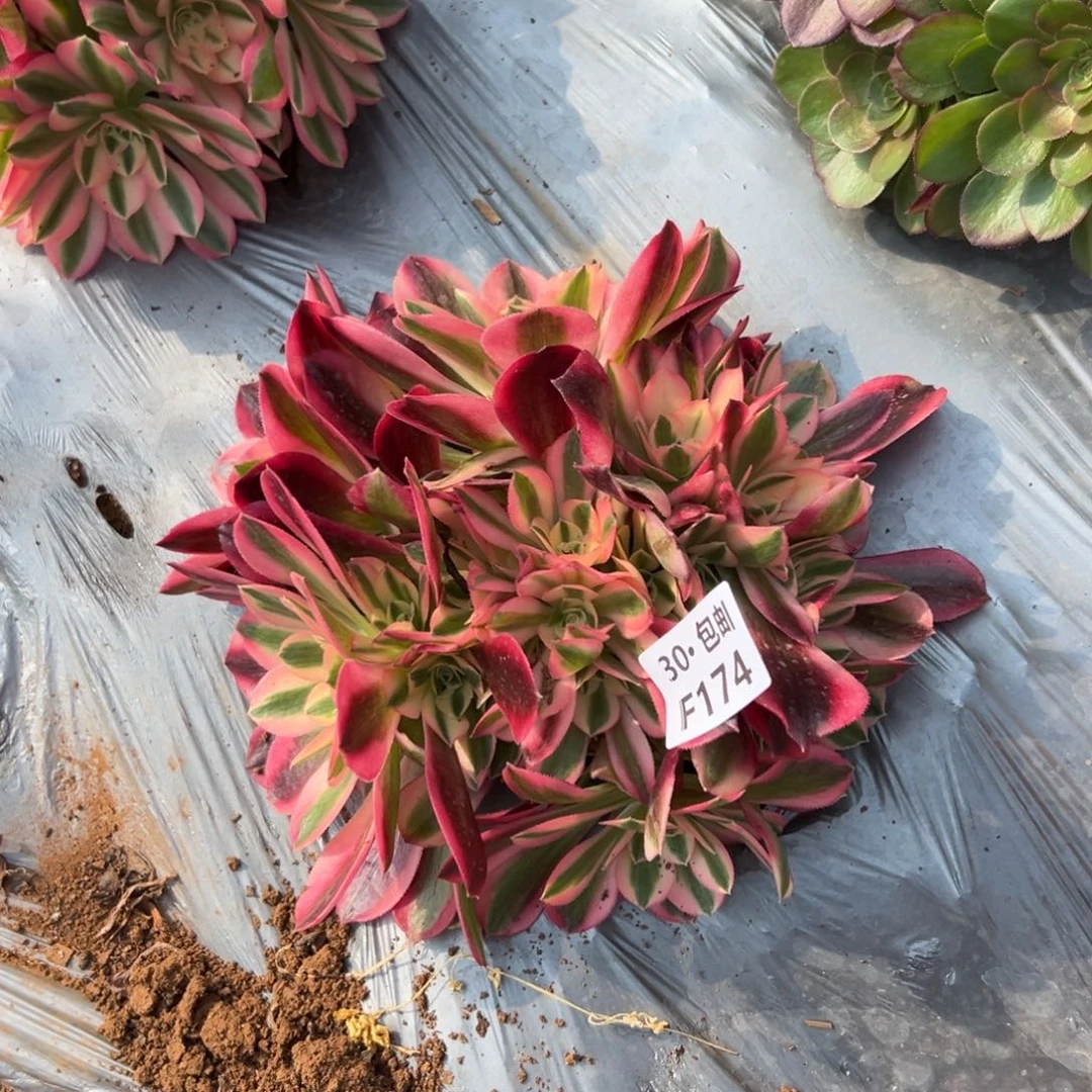 174 女郎多肉法师