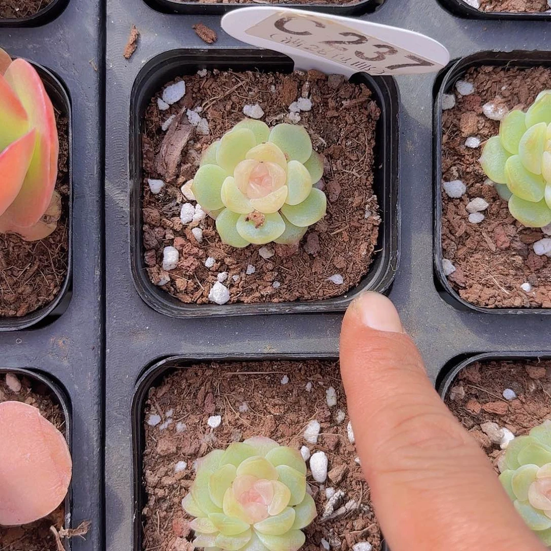 C237无尽灯一物一拍