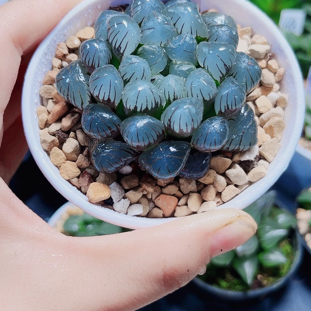 冰灯玉露多肉植物666