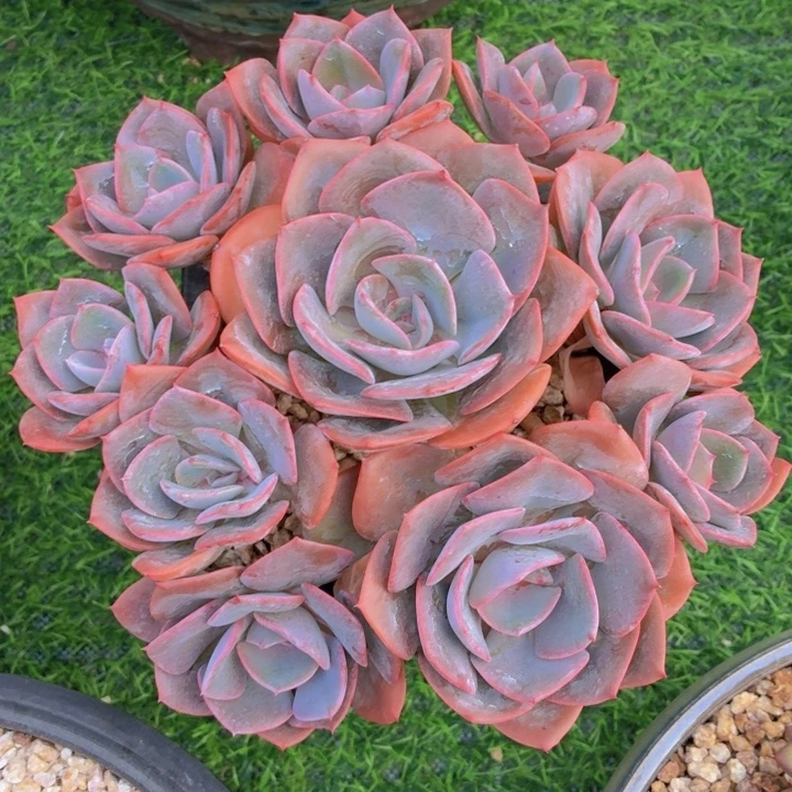 玫瑰型多肉尘埃玫瑰-4