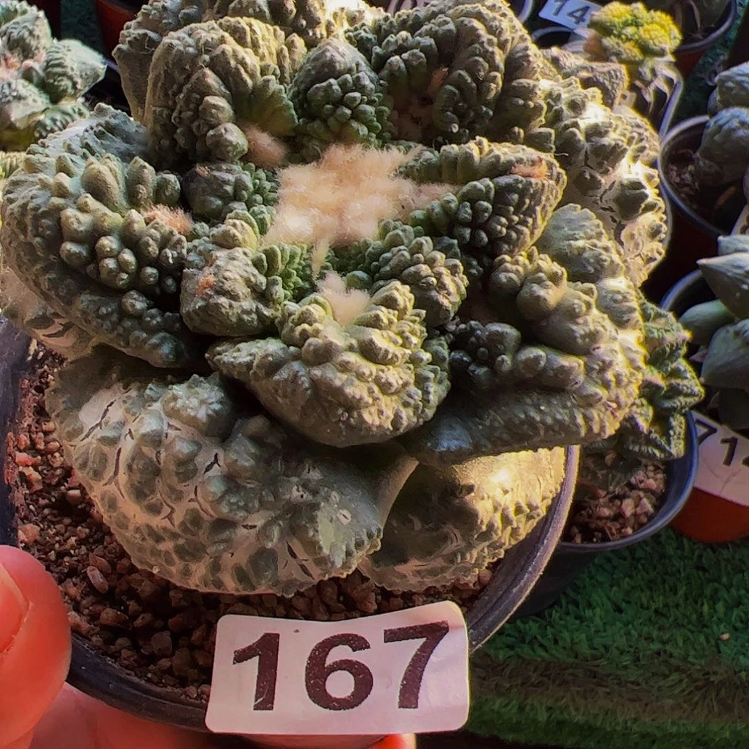 无花朵大尤龟甲牡丹167
