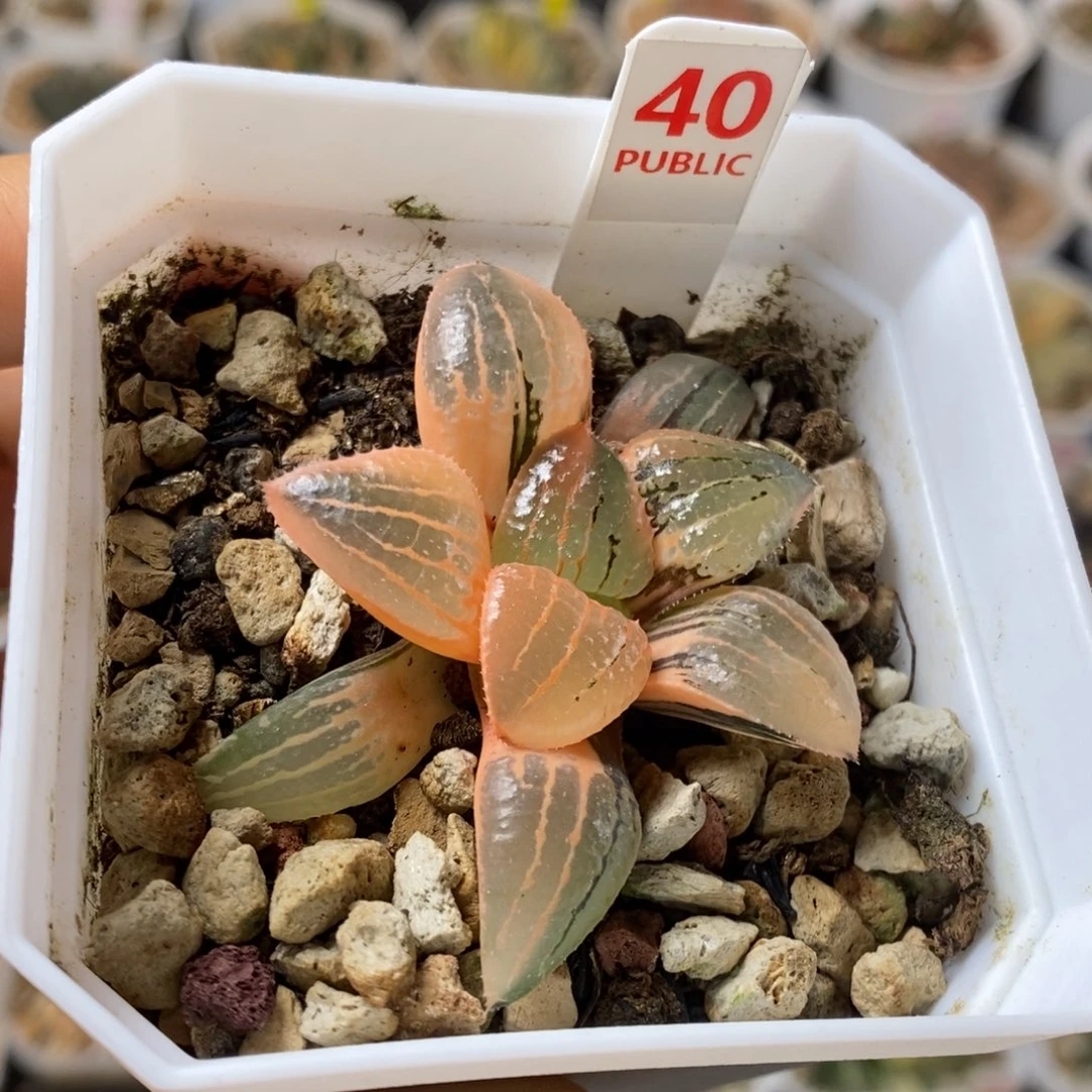 40号亲指姬锦多肉植物