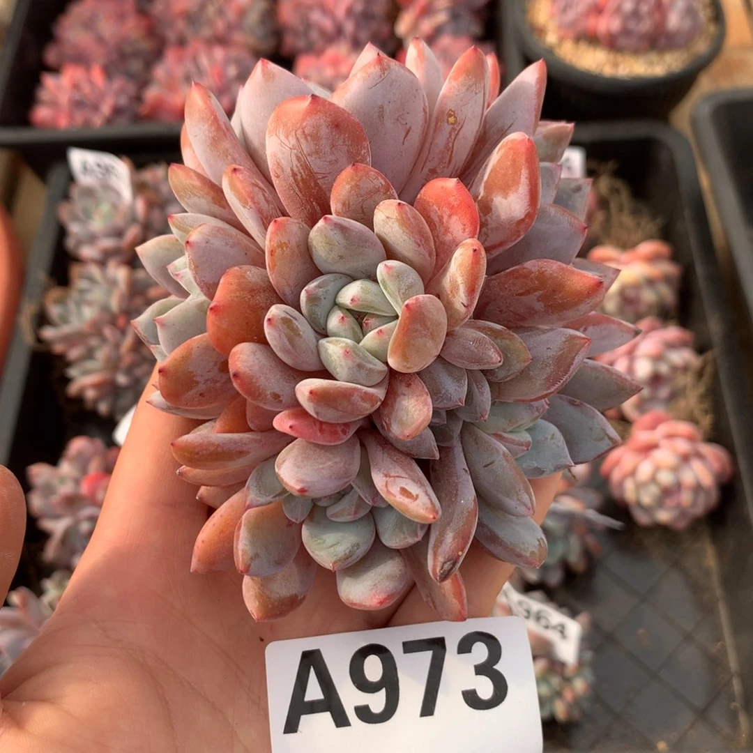 A973 橙梦露S108 橙子7头 新年福利