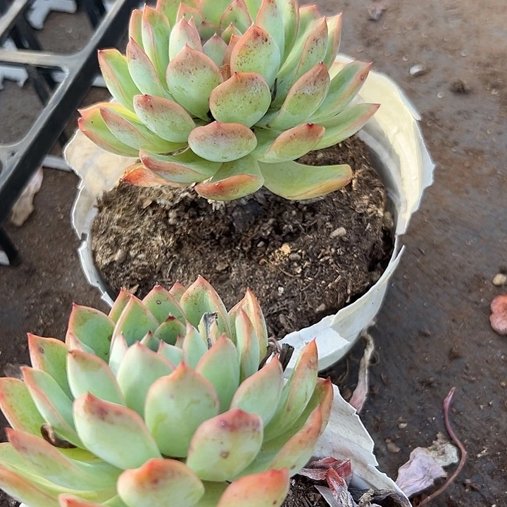 无花朵樱桃两盆。