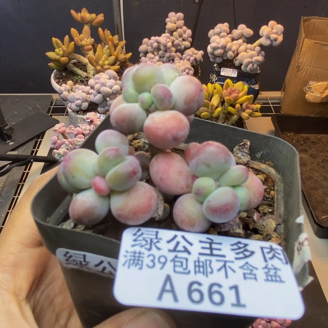 661苹果奶一代多肉6c m