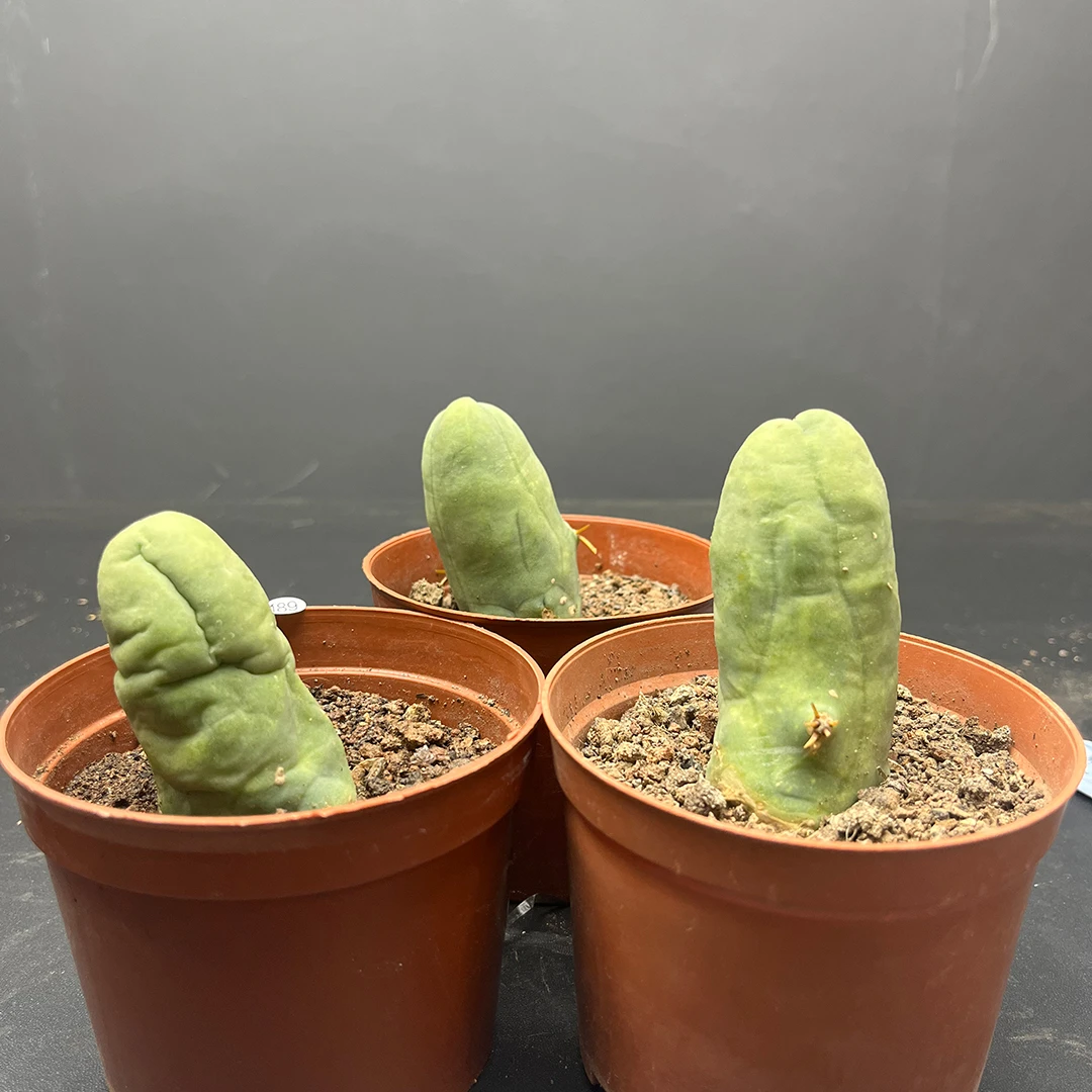 程程柱 单颗仙人球 可挑选