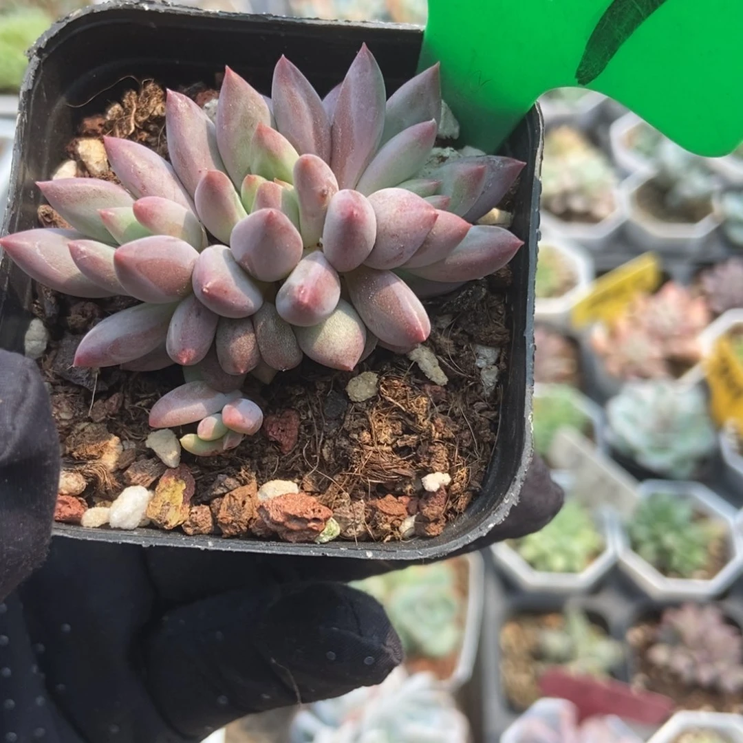 907虞美人多肉植物