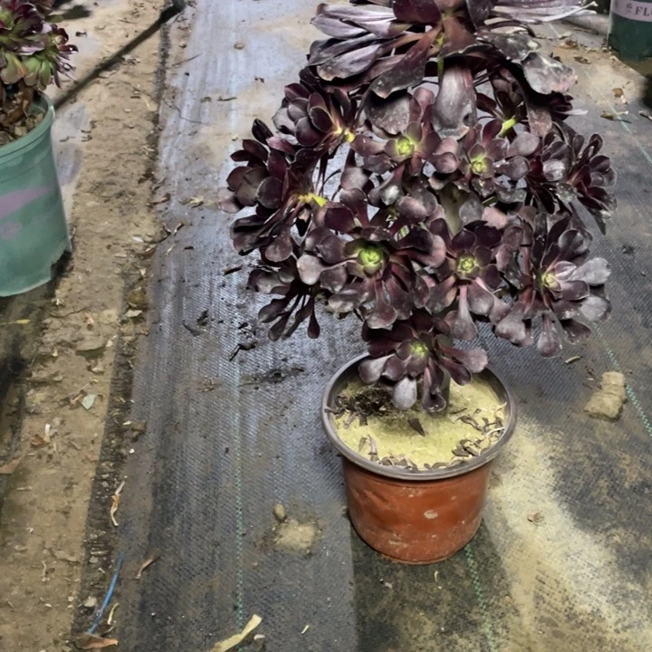 11圆叶多肉的多肉植物多肉