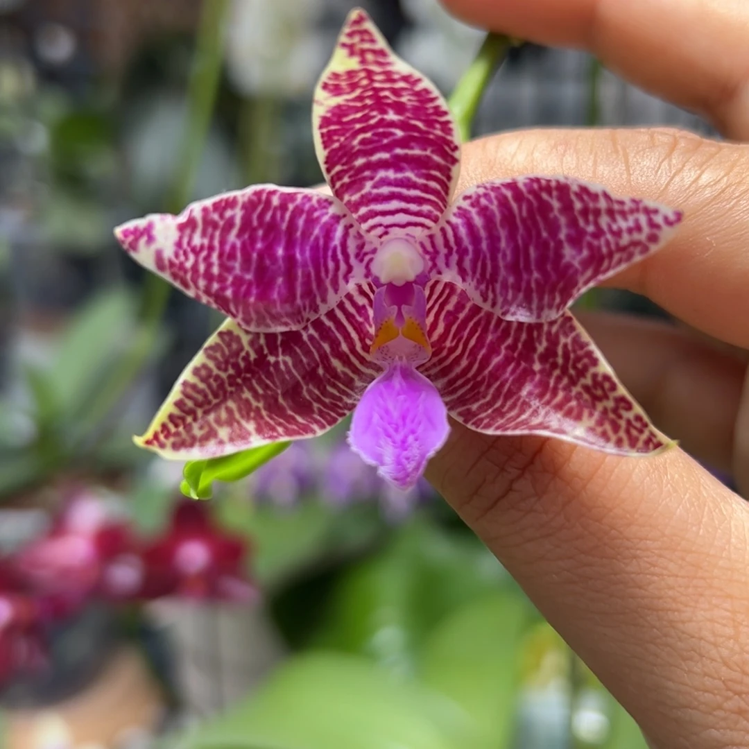 大部分开放少量花苞8寸双苗带高芽红路德