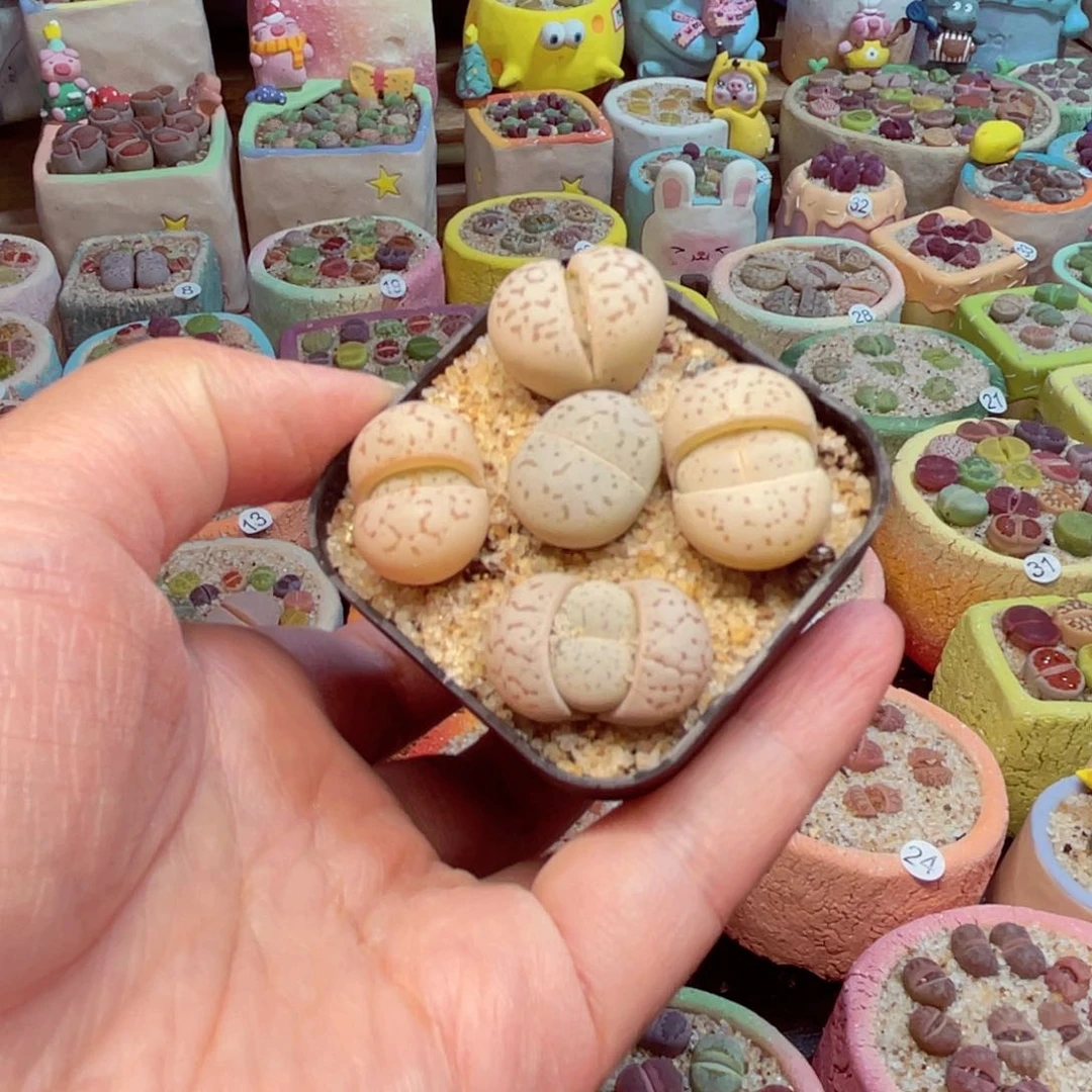 407. 8888999888777777