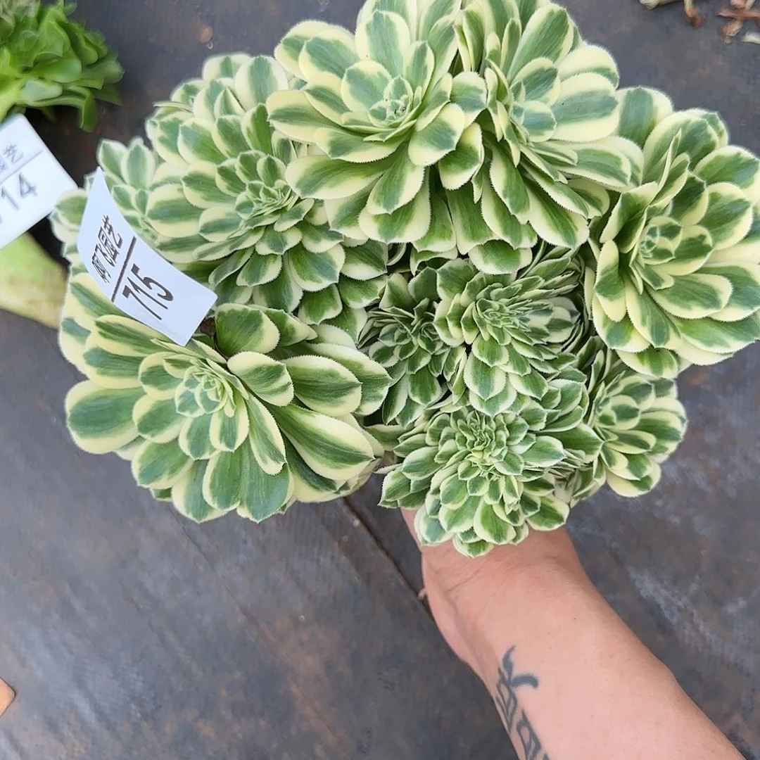 大**伊715多肉 迈巴赫缀法师