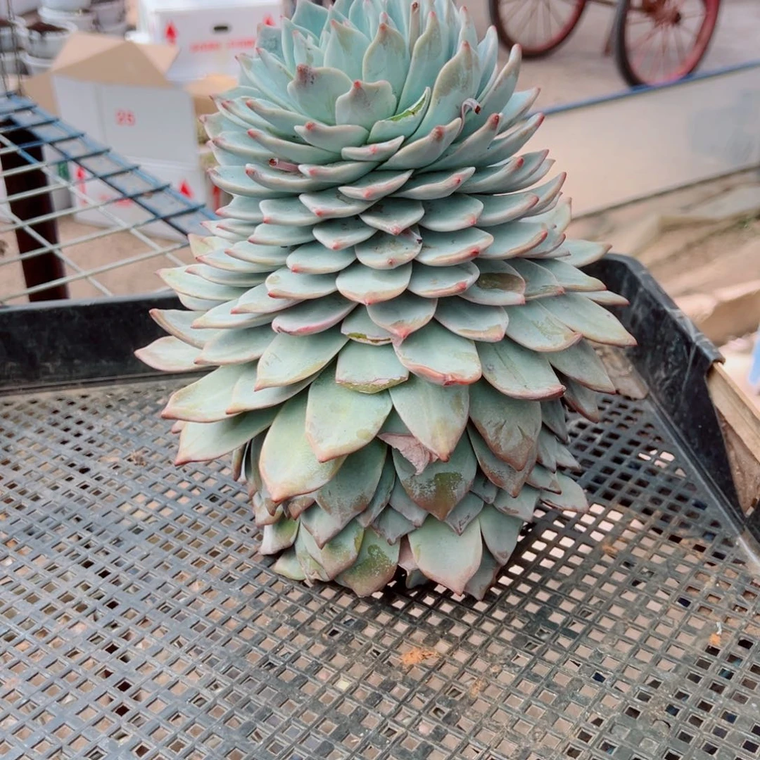 粉蓝鸟多肉植物00000