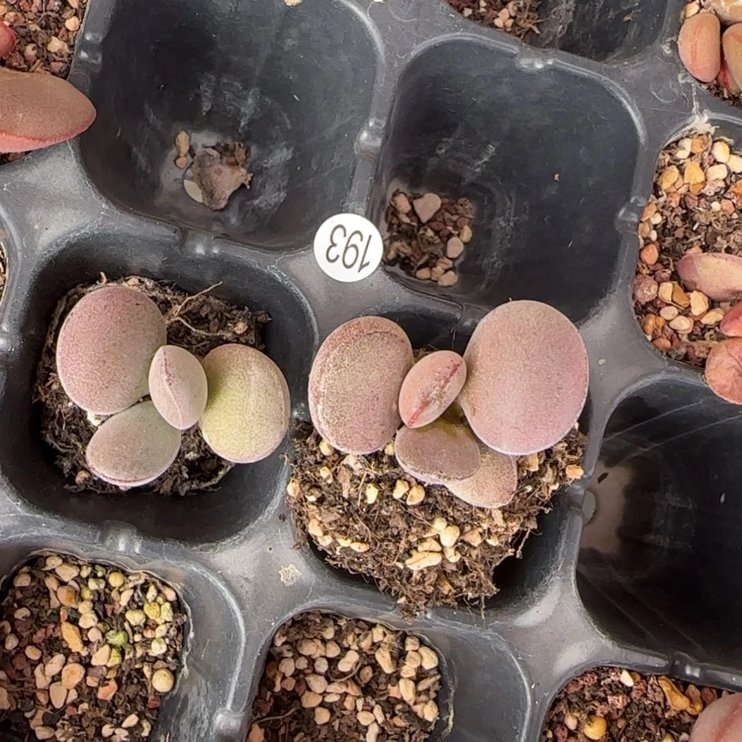 球球紫蛋水泡多肉长安拍193