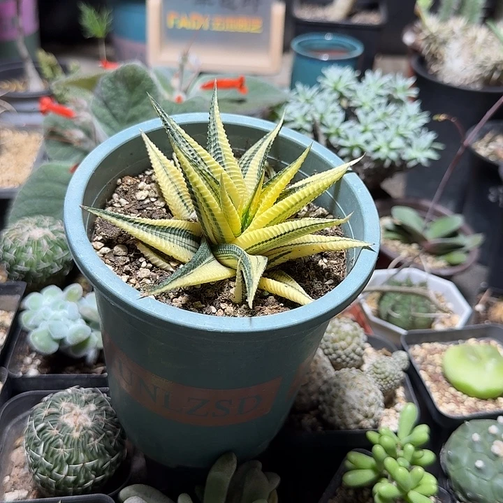 102琉璃殿锦脱土发货