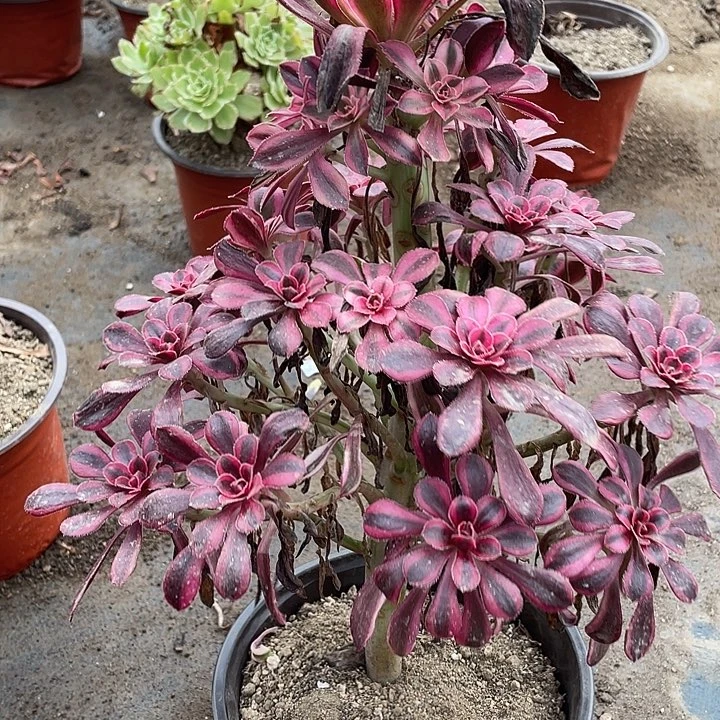 504香奈儿多肉植物法师