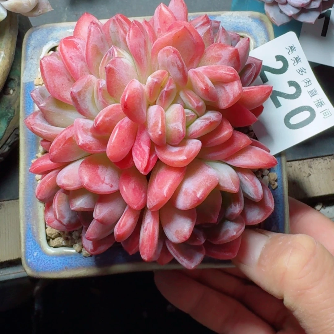 全明星群生      开心笑容难抵抗，积极乐观正能量