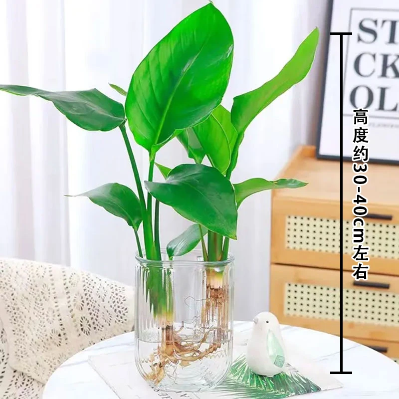 带U盆水培天堂鸟办公室植物净化空气桌面盆栽30-40CM四季常青观叶