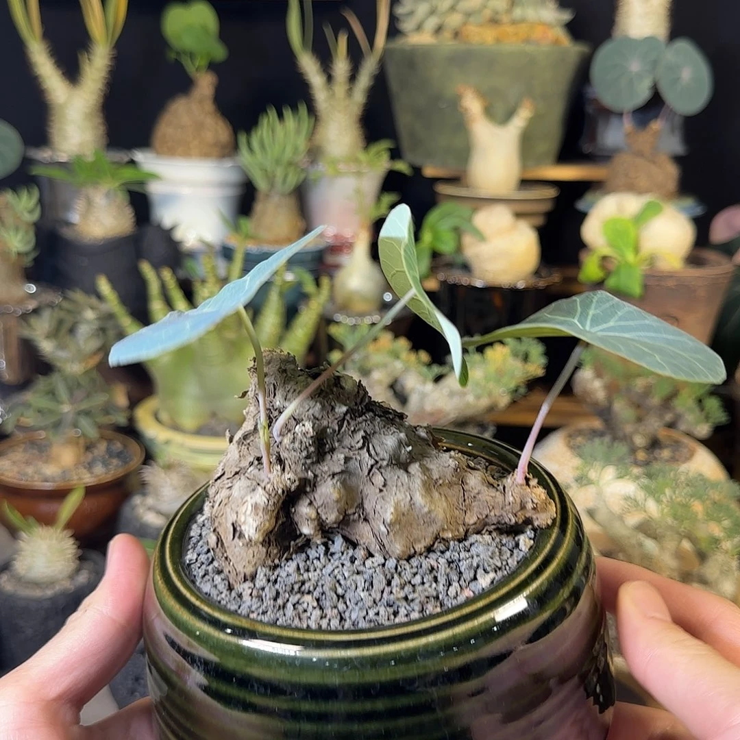 一物一拍老家一叶龟35