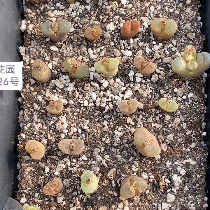 桃喜花园0204-26风铃福利