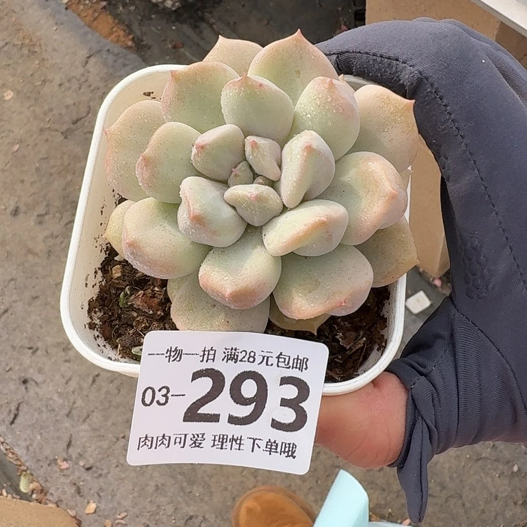 超奶无盆土发货无