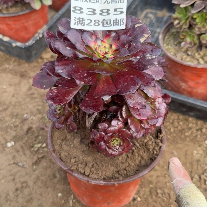 8385二号棚美姬多肉A