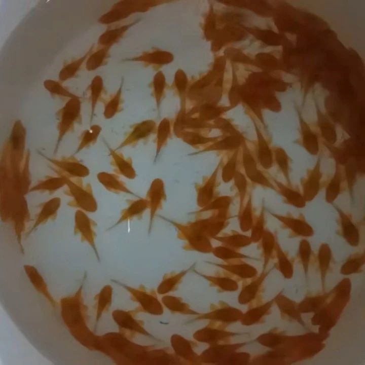 【偏远地区入缸不售后】纯正宗24K黄金胡子鱼