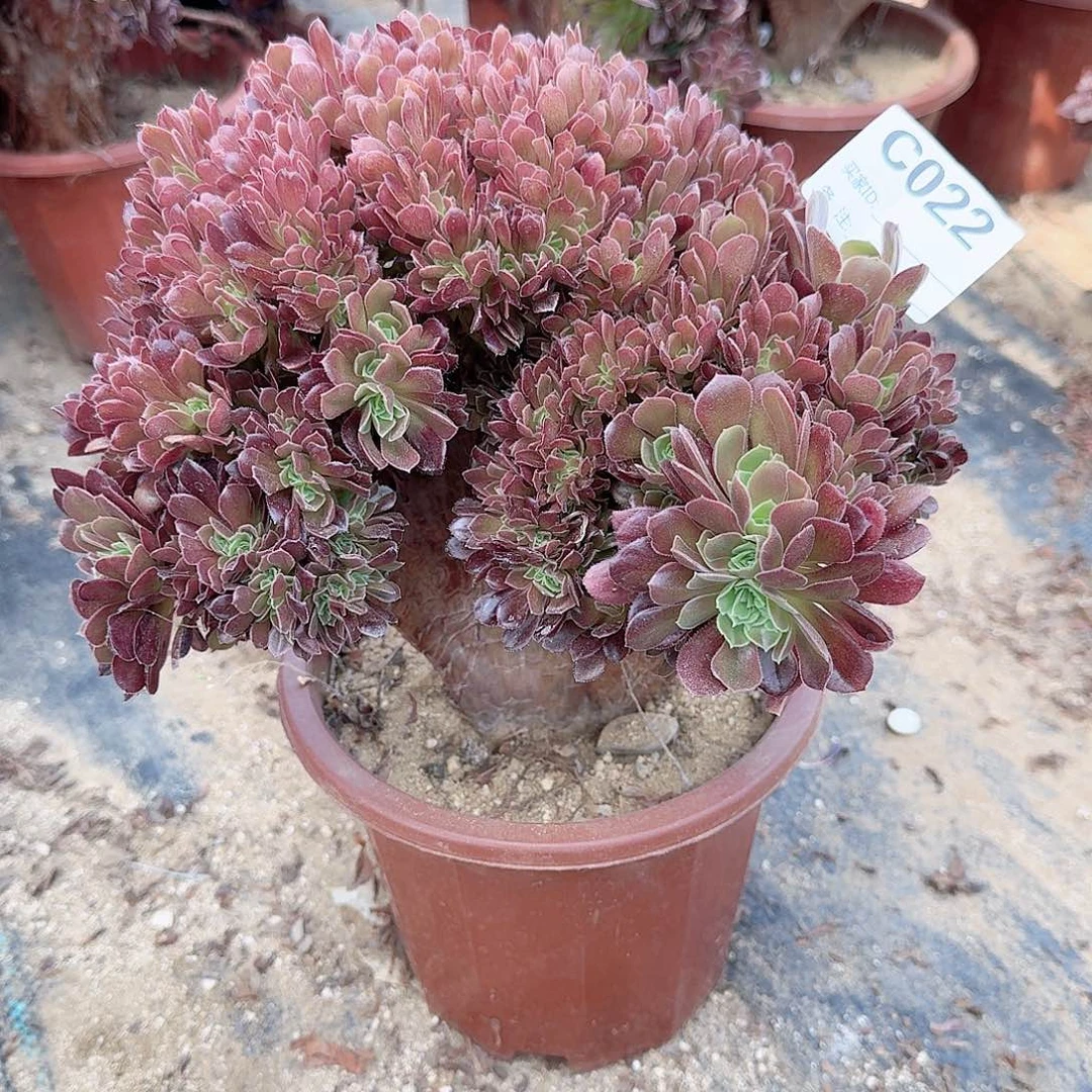 022玫瑰朵朵一颗呀呀