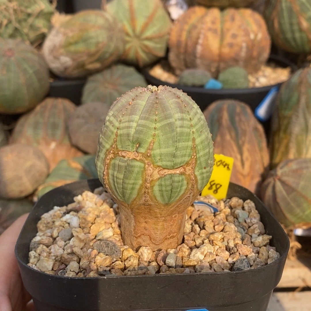 1欧系实生布纹球一物一拍