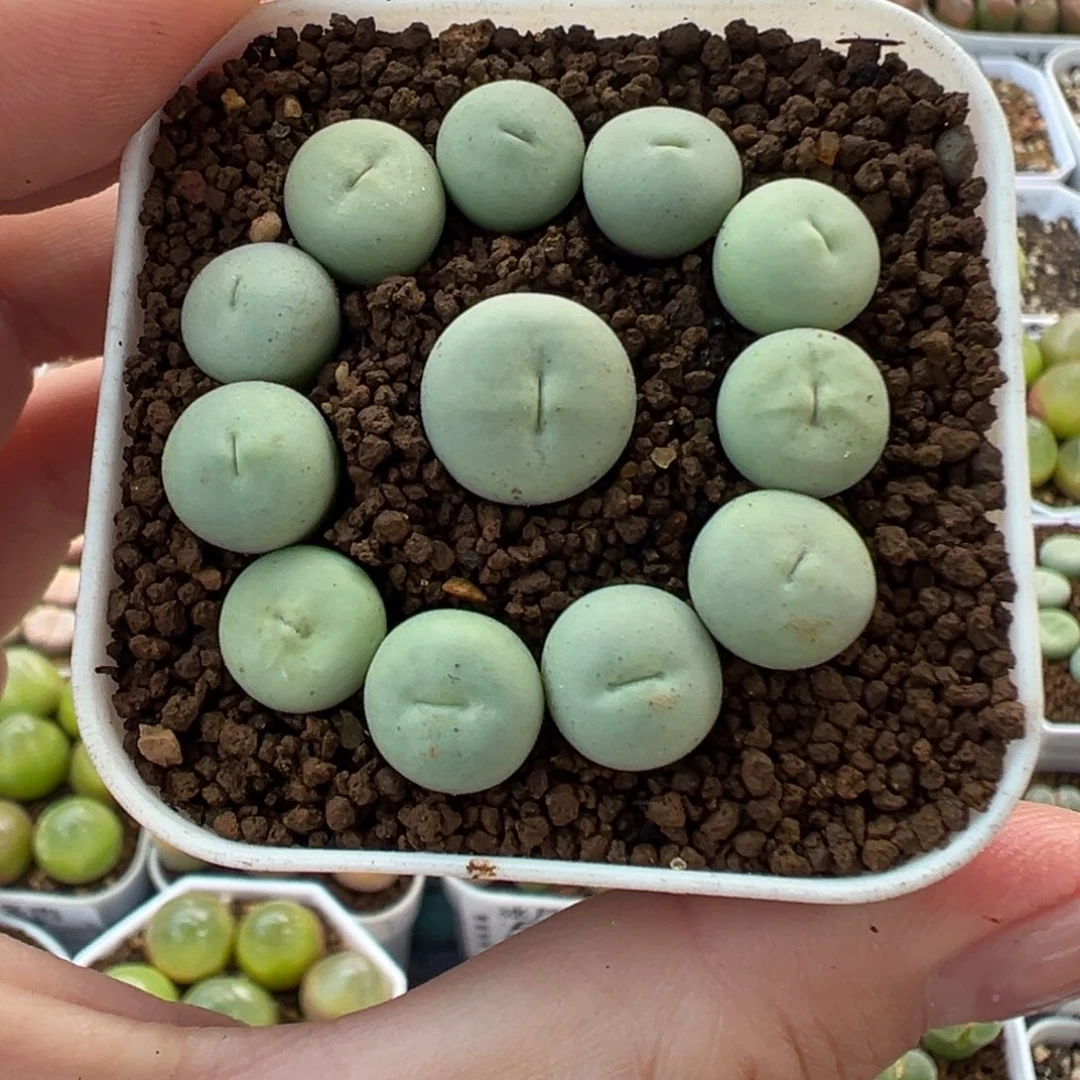 594p嘴12颗裸根发货