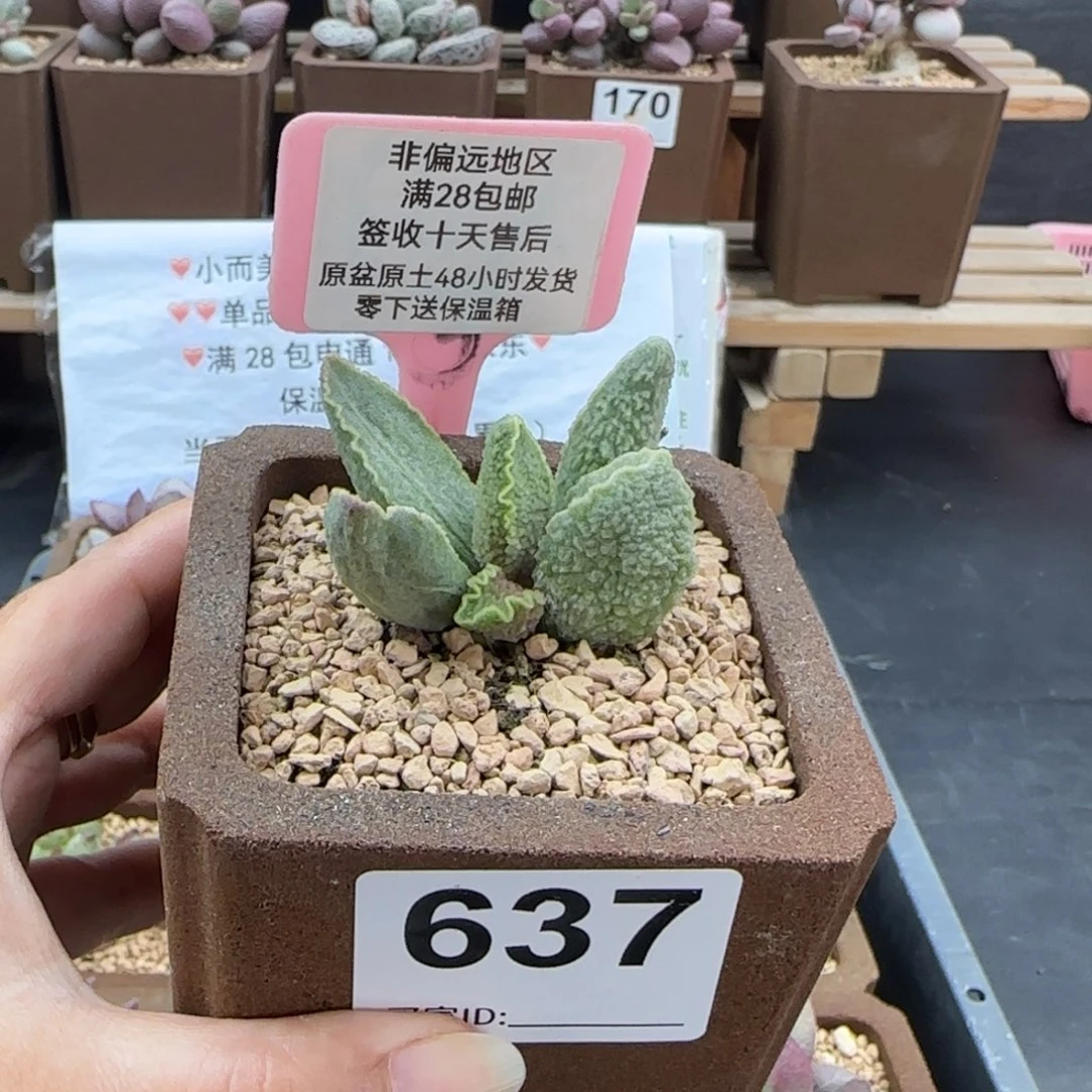 637绿皮多肉的植物