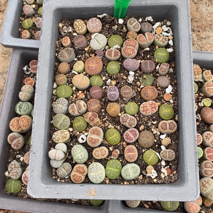 稻***米生石花的季节到啦823