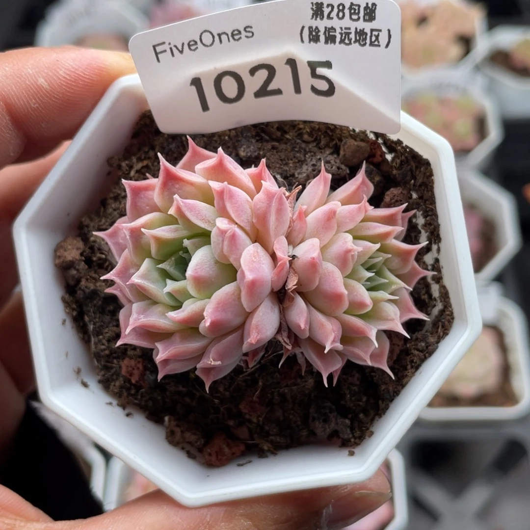 10215财路4.0厘米