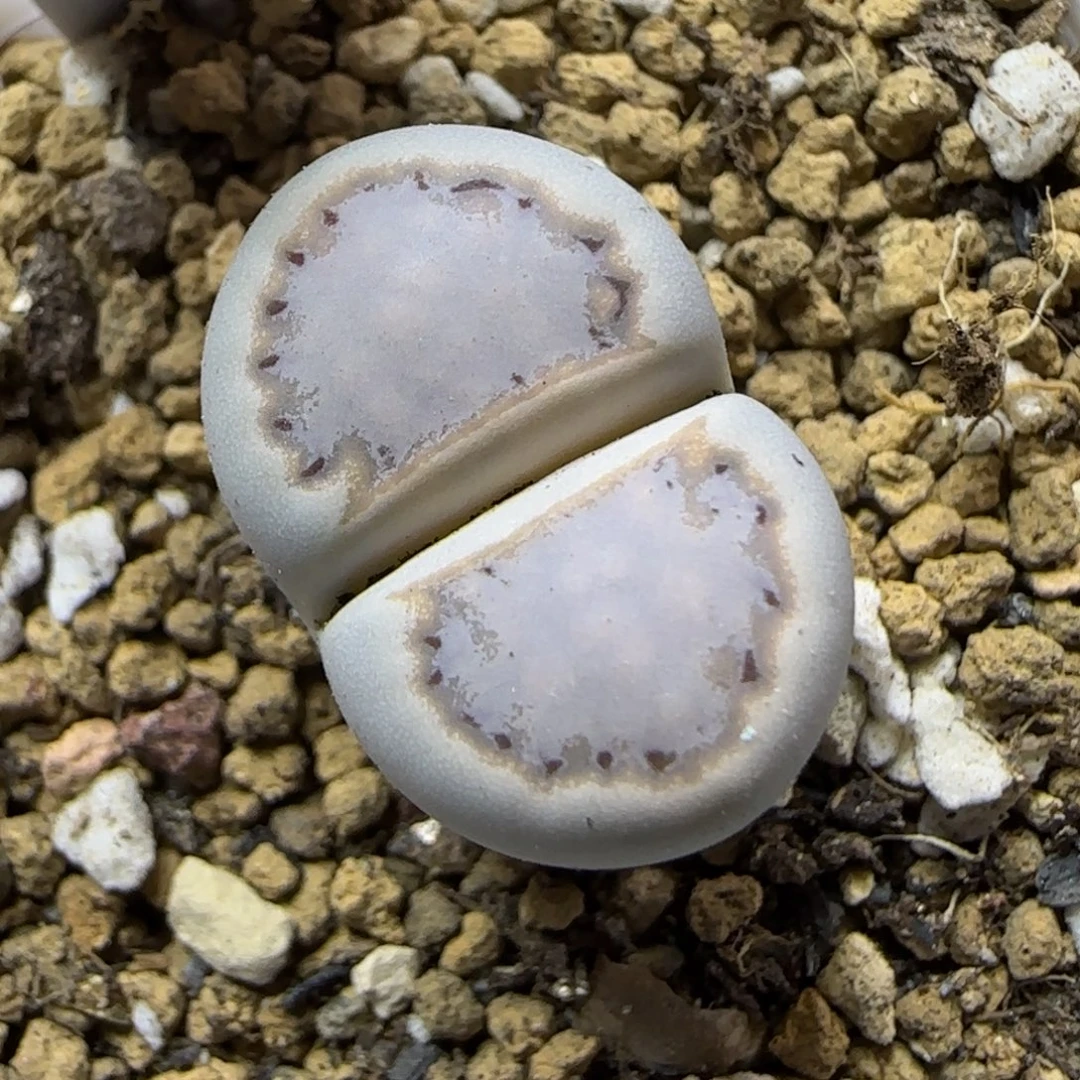 11.7 .217饼干.9015