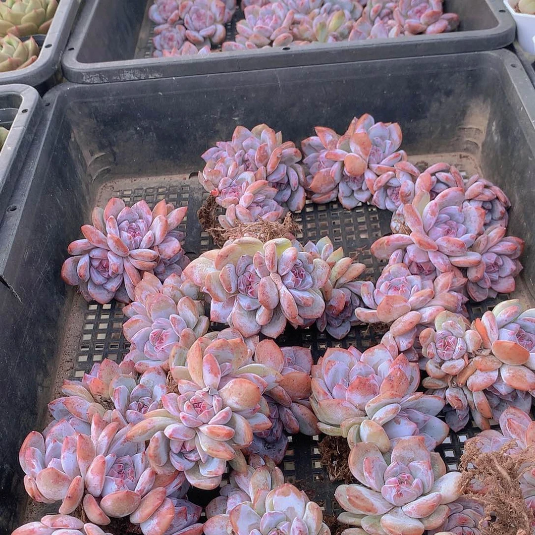 两颗紫石榴星影3566789999