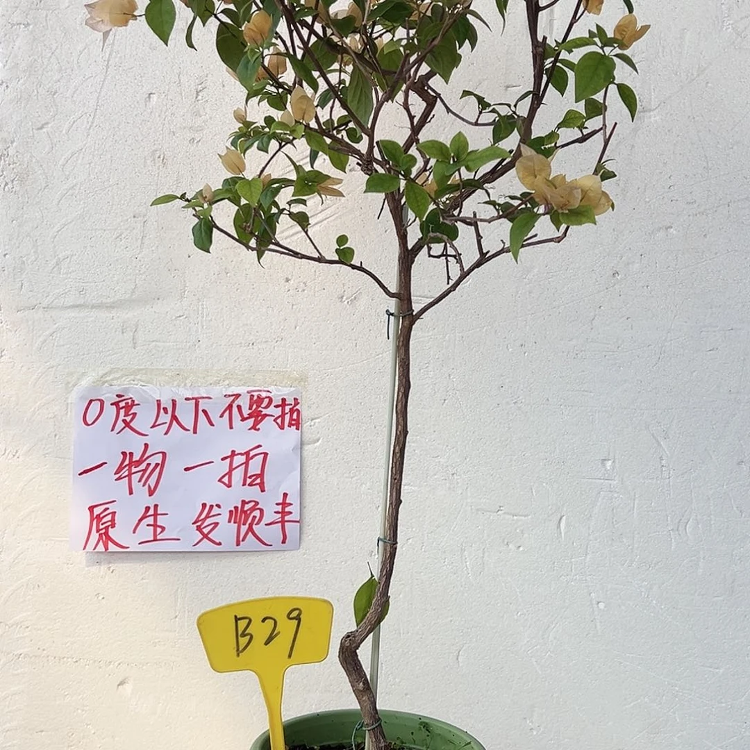 H***L大部分花苞少量开放B29苏瓦娜