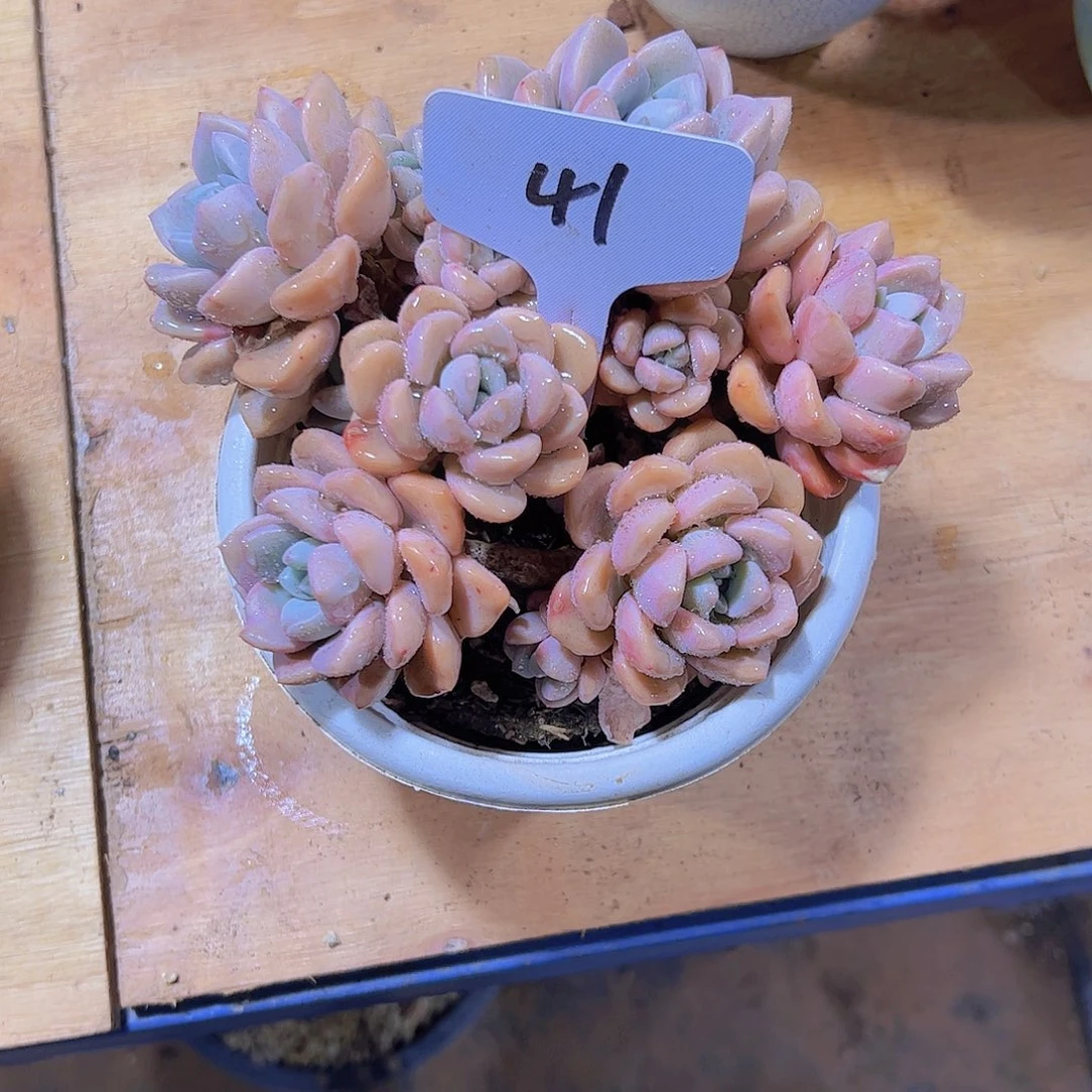勿****?41白露。。。。。。。。