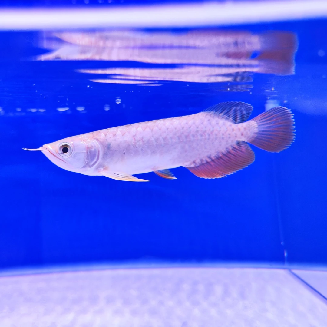 印尼练手小红龙鱼活体热带观赏鱼