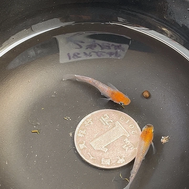 青鳉鱼醒狮丹顶2条10号