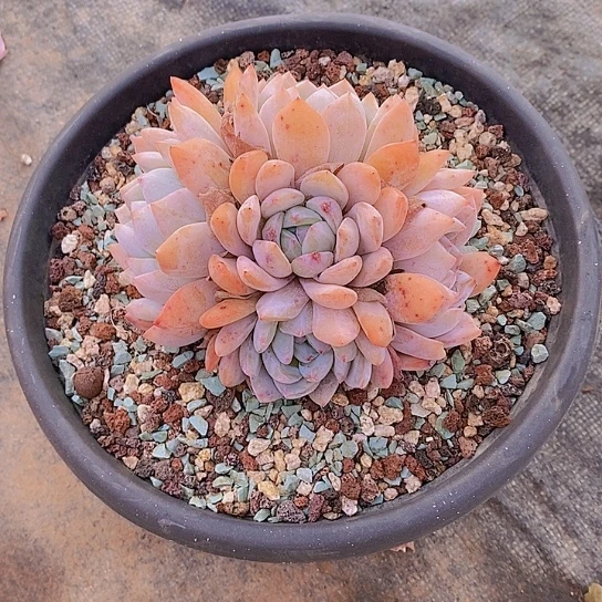 闲**风橙子大群多肉植物