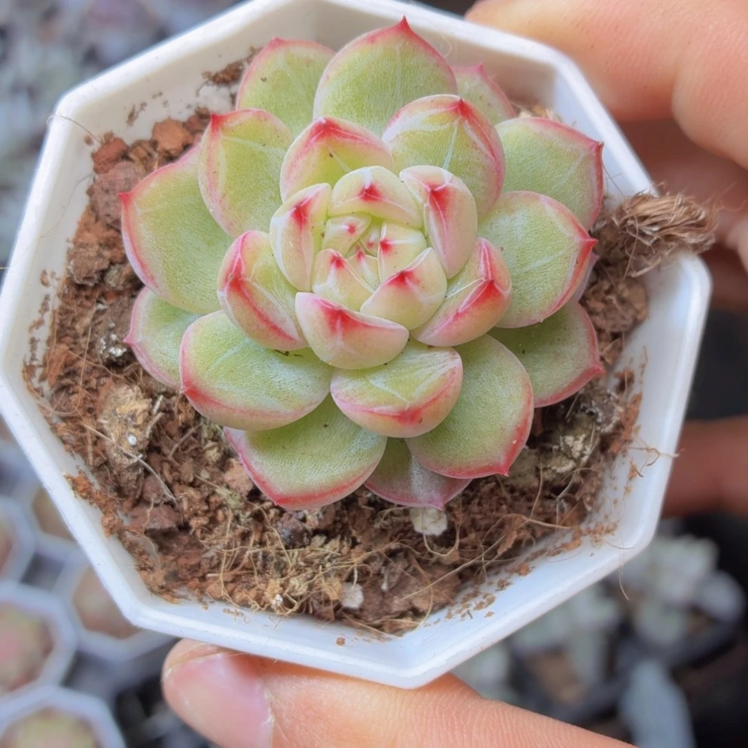 雪花珍妮多肉9.9包邮发货